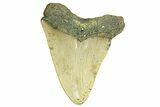 Serrated, Fossil Megalodon Tooth - North Carolina #294514-1